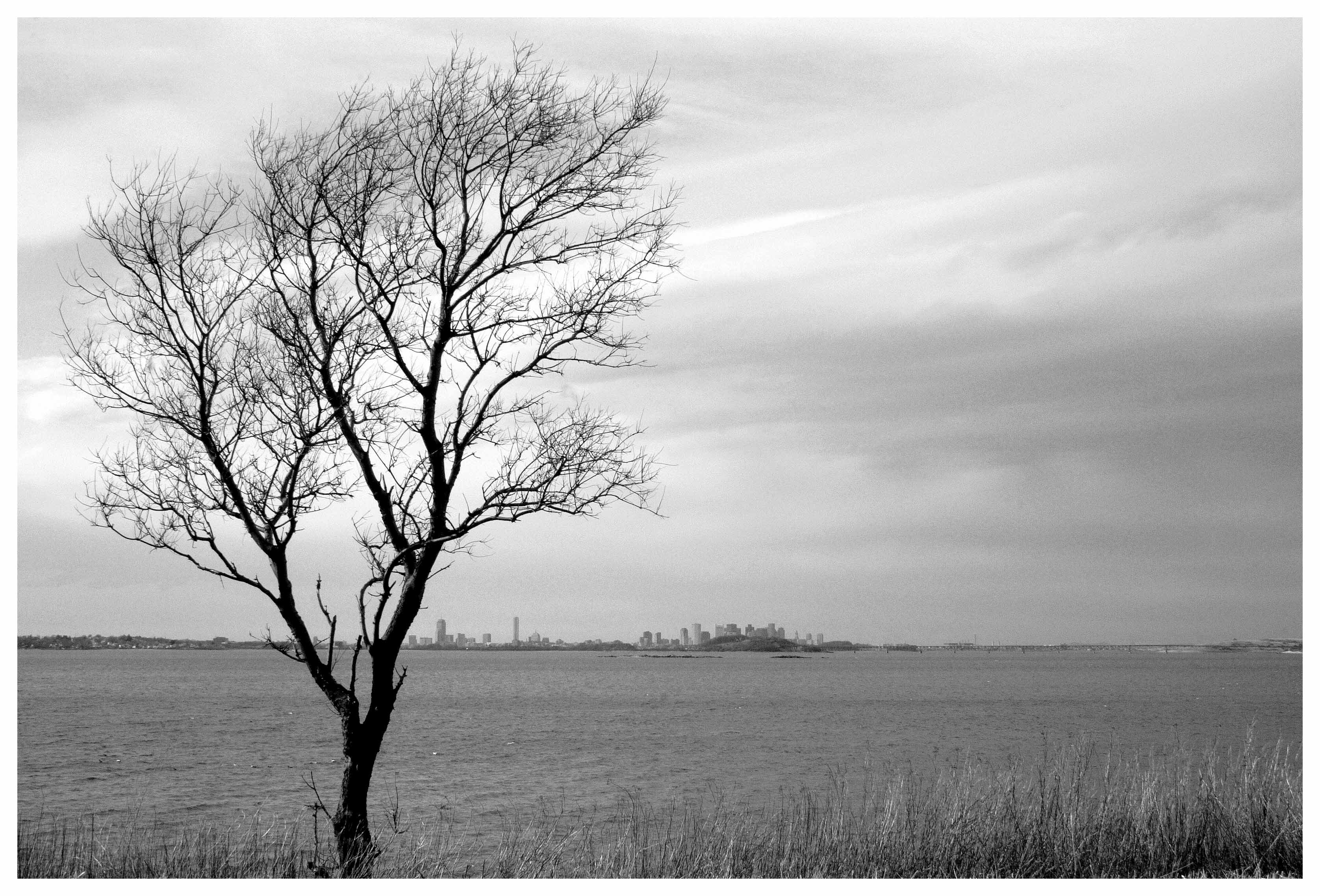 City Tree